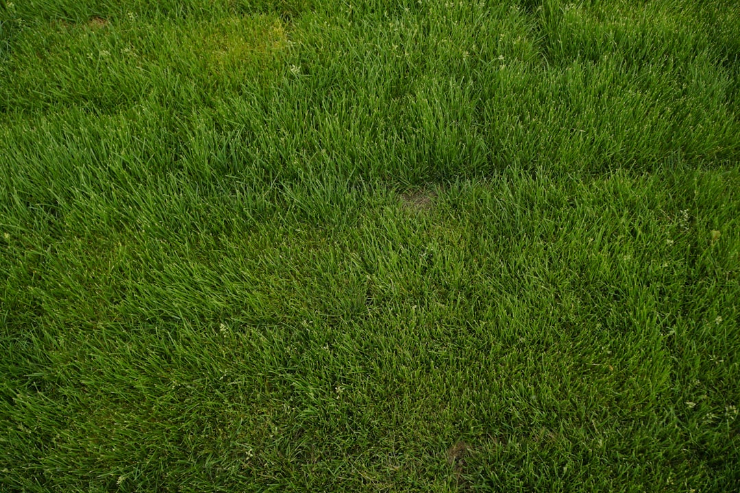 Teveel graszaad gestrooid: problemen en oplossingen voor een mooi gazon